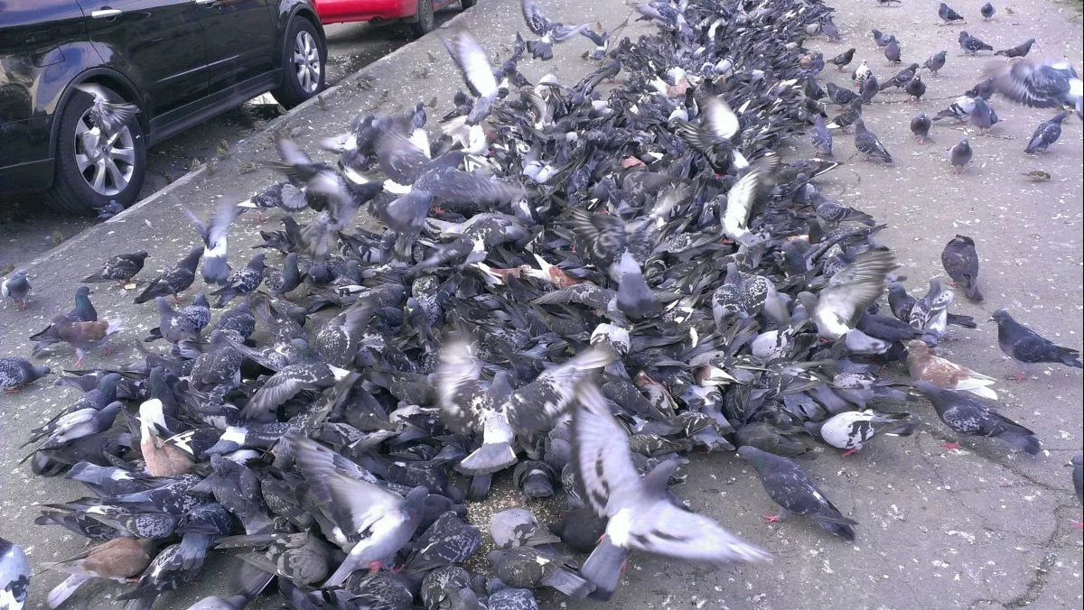 Пельмени по скидке в "Пятёрочке".