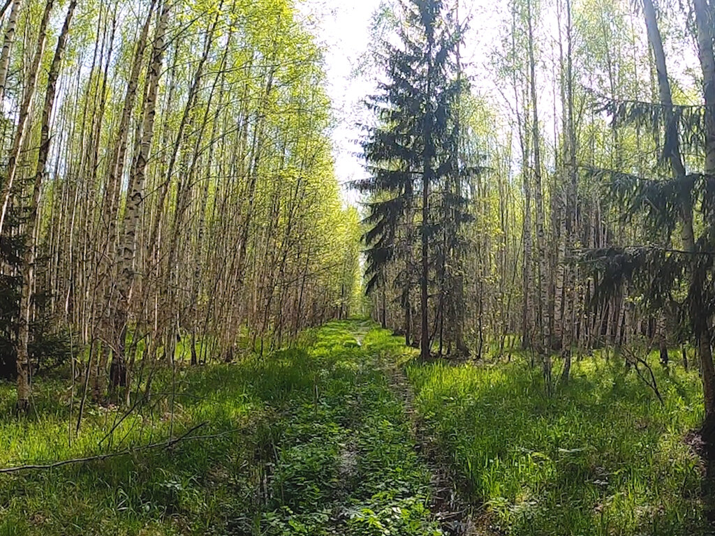 Лесный. Лесной Поляне и гривна. Лесный глуяш. Лесный рожпрыпримеры в мире. Набрел я на поляну в тайге. От лесно.