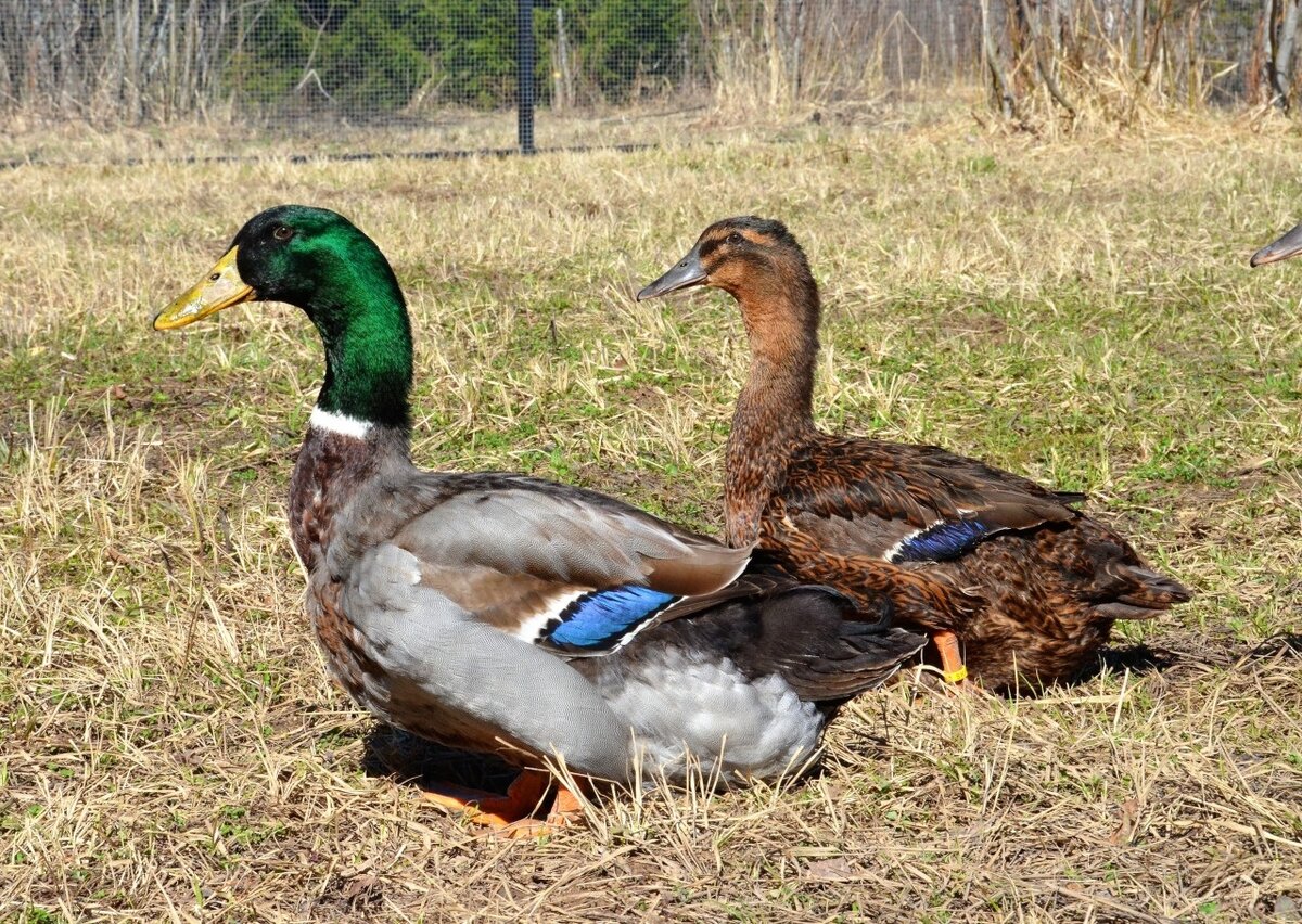 породы уток с фото и описанием. руанская порода уток. порода уток анкона. гибрид утки и индюка. каюга хохлатая.