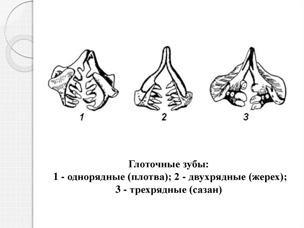 Рисунки из открытых источников Яндекс-картинки