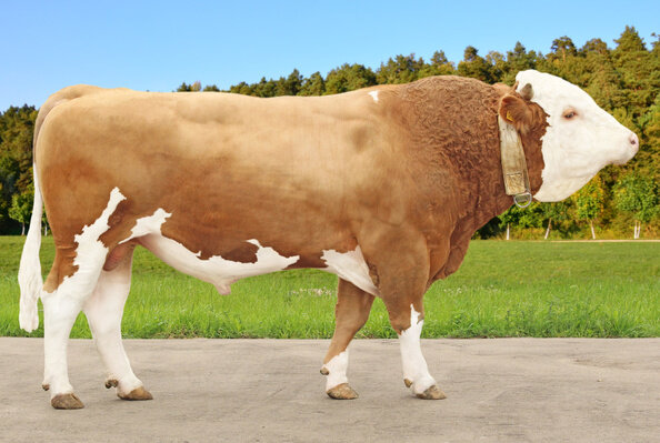 Одной из самых «древних» пород коров является симментальская, которая столетиями выращивалась из-за высокой молочной продуктивности и вкусного нежирного мяса.