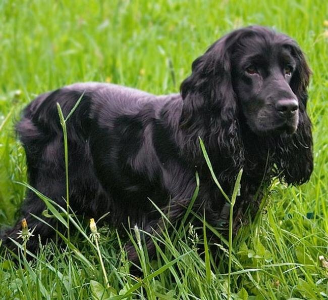 Взято из открытых источников