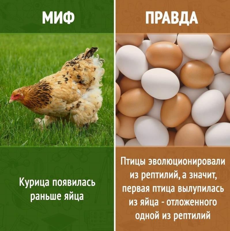 Что появилось раньше: яйцо или курица? Учёные определились с ответом