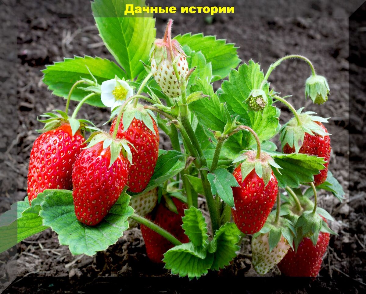 https://vk.com/photo-159774511_457247855