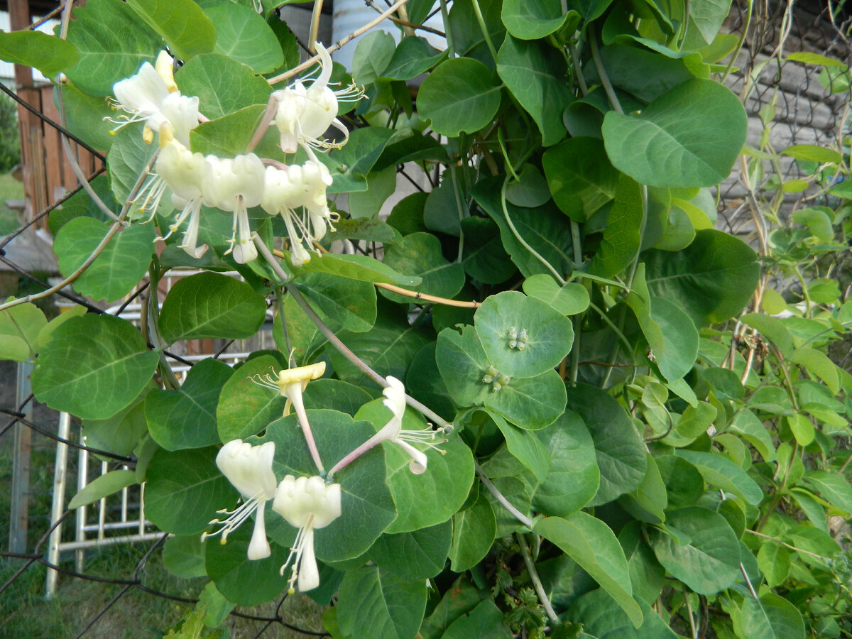 Декоративная вьющаяся жимолость каприфоль