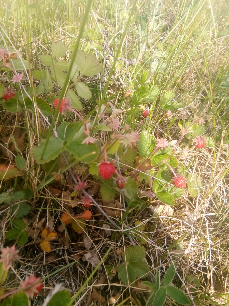 Первые ягодки в этом году
