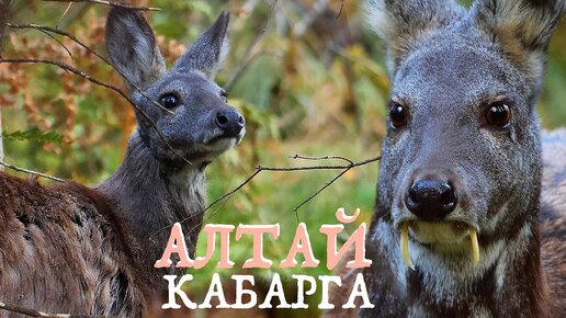 Алтай: КАБАРГА - олень с клыками | Film Studio Aves