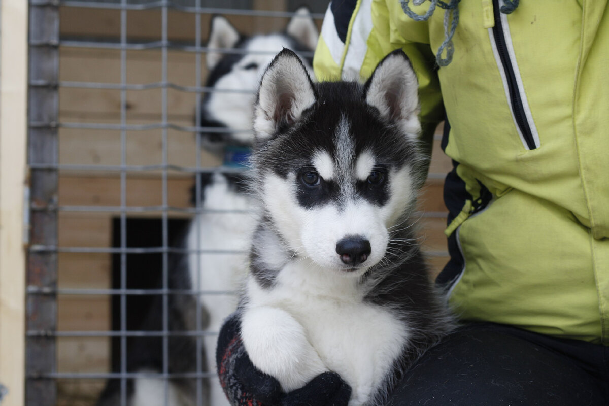 полное имя щенка "Главный Здесь Я"