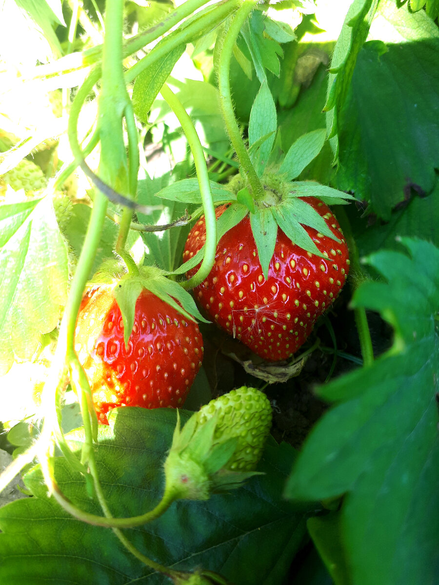 клубника на грядке