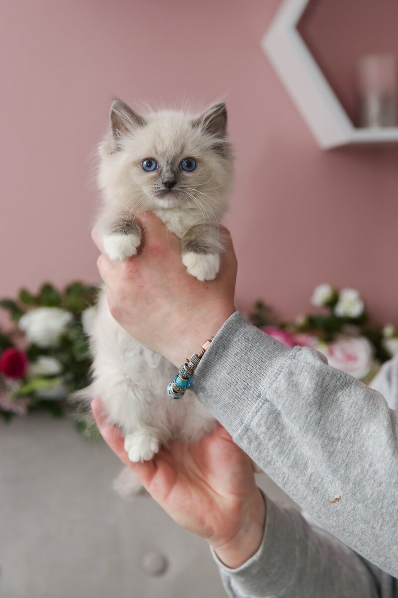 Главный герой - Котенок рэгдолл окраса голубой миттед - Frank Valley Tuberose 