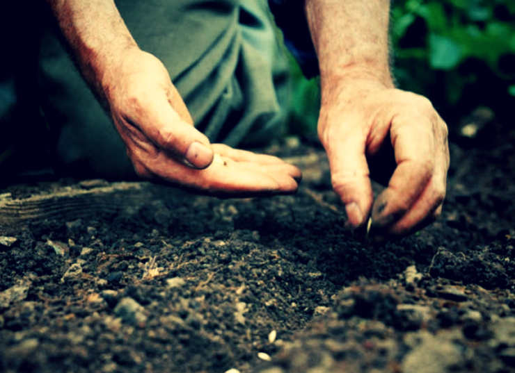 Посев семян.