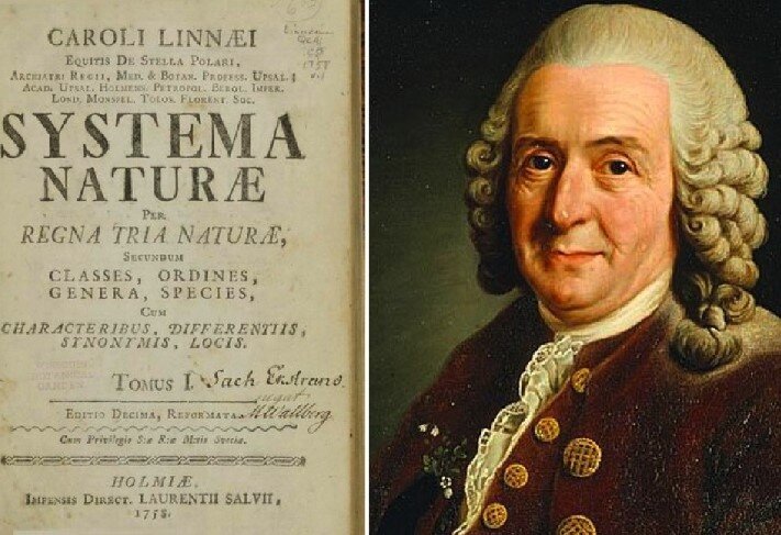 Карл Линней (1707 - 1778 гг.), "Система природы"