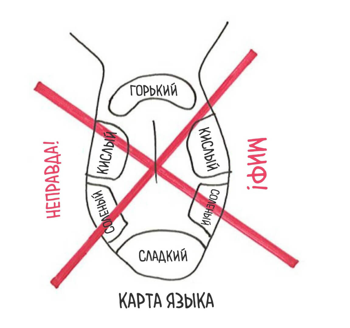 Карта языка - ошибочное мнение в механизме восприятия вкуса.