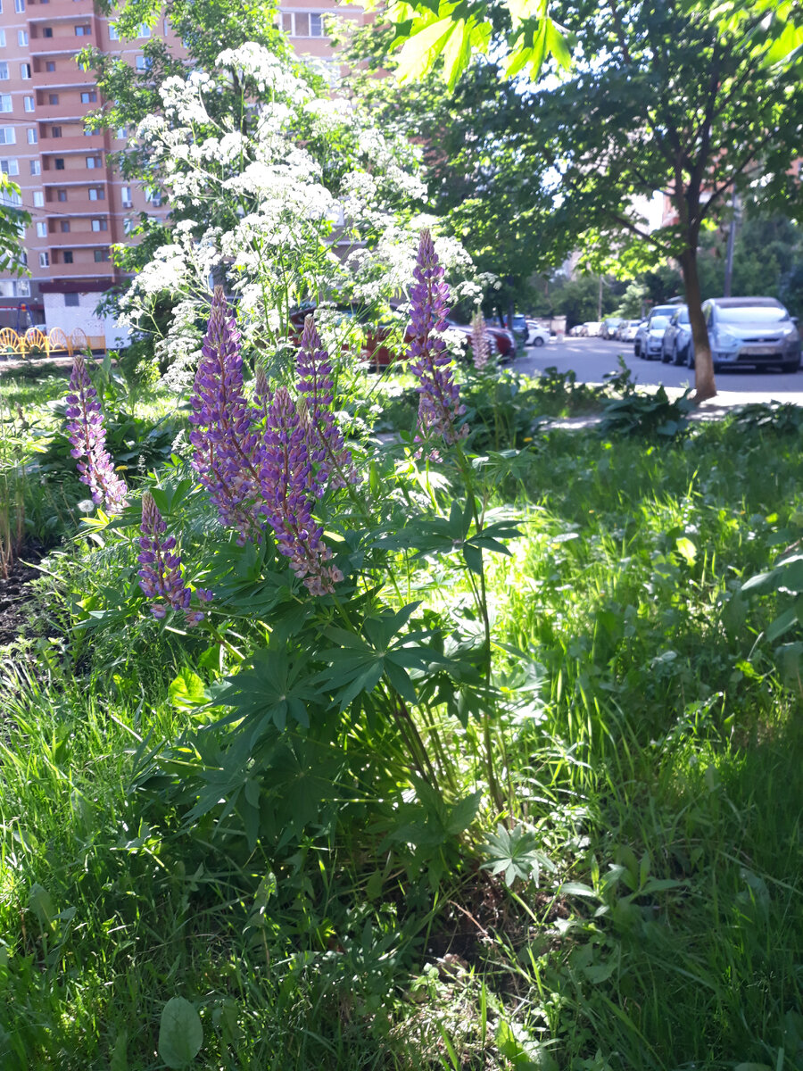 Люпины. Это 