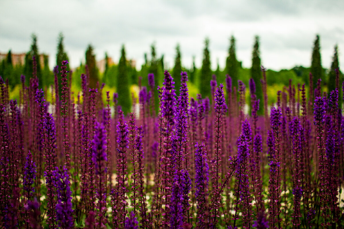 Цветение шалфея