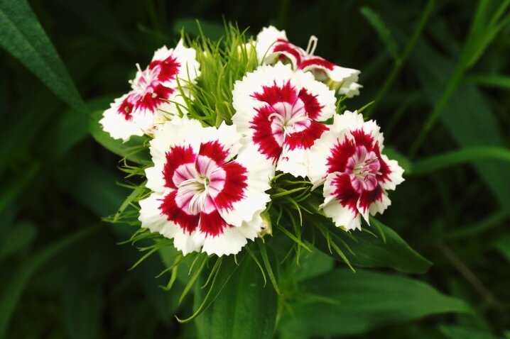 Многообразие оттенков и форм