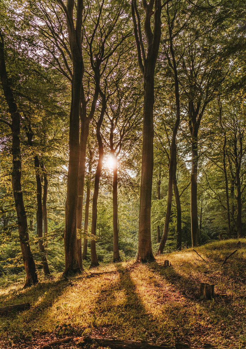 Фото автора Felix Mittermeier: Pexels 