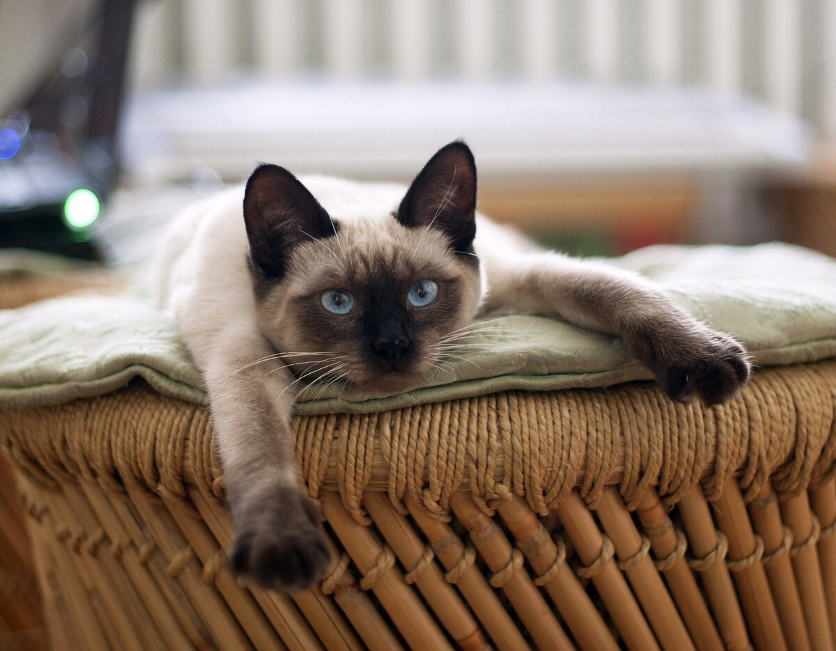 Фото с просторов интернета. Источник pixabay.com 