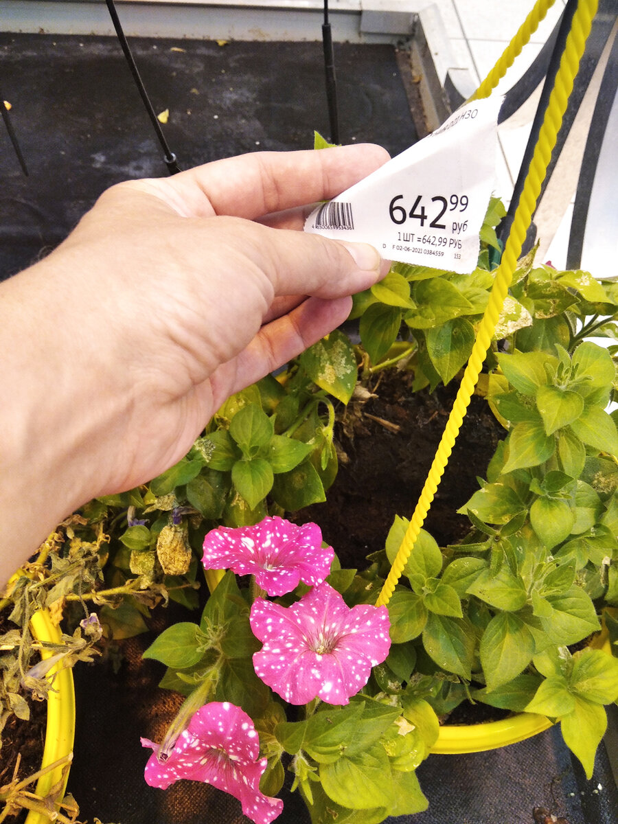 Посмотрела на цену и думаю - лучше куплю семена и посею в конце января 2022 года. Чай, хоть парочку кустов себе выращу. 