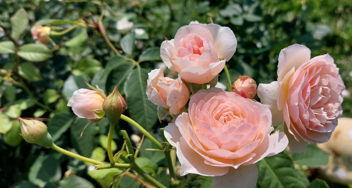 Свит Джульетт. "Остинка". 