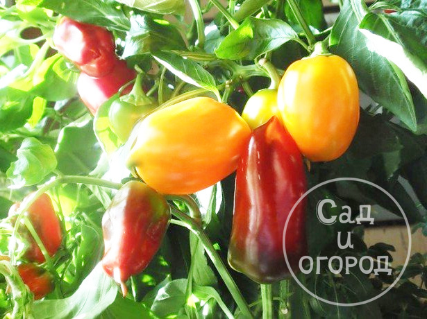 Если у перца загибается кончик, то его достаточно прищипнуть на этапе развития плода