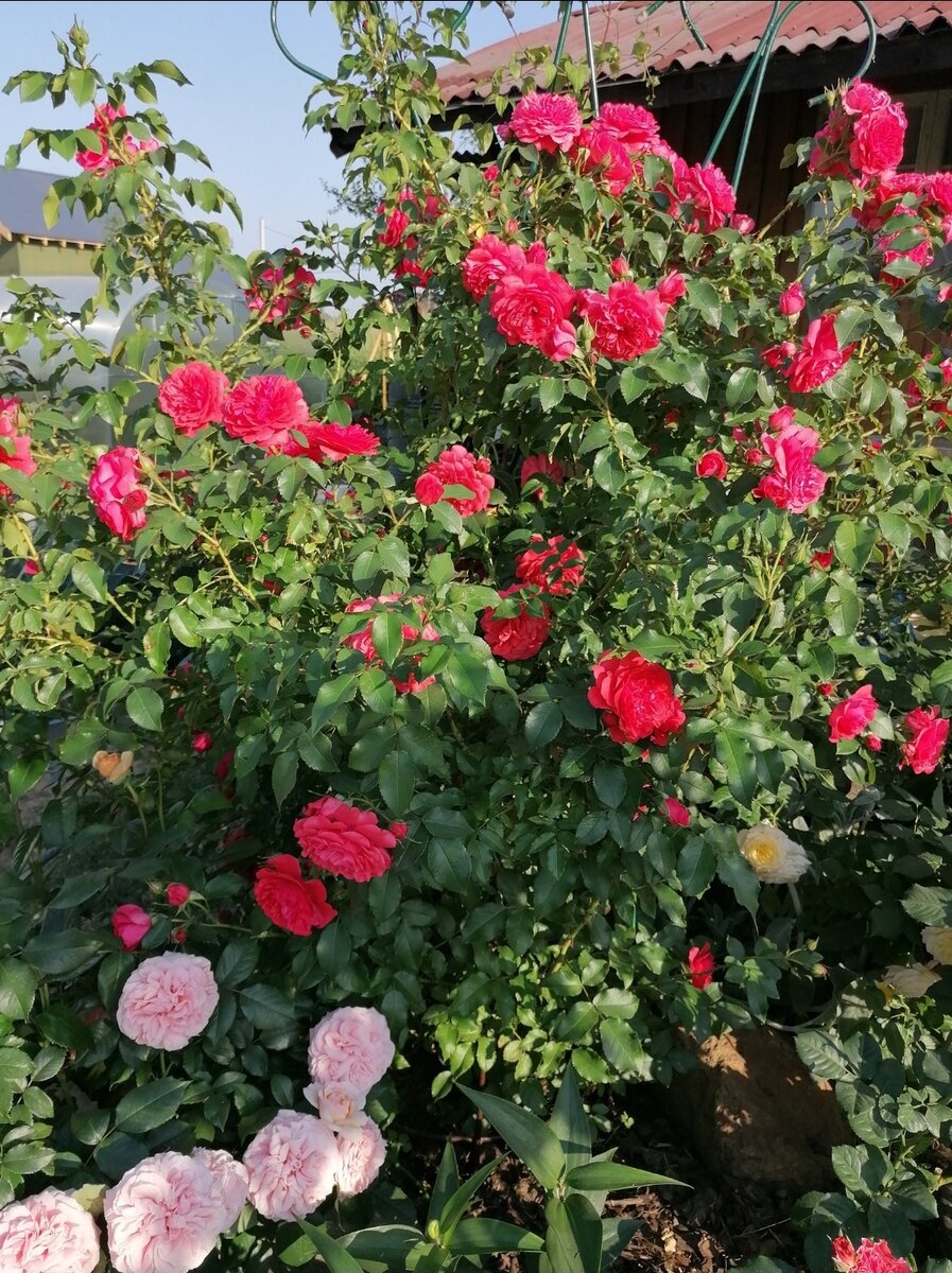 Парад самых сильных роз 🌹 | Цветочница Анюта 🌹 | Дзен