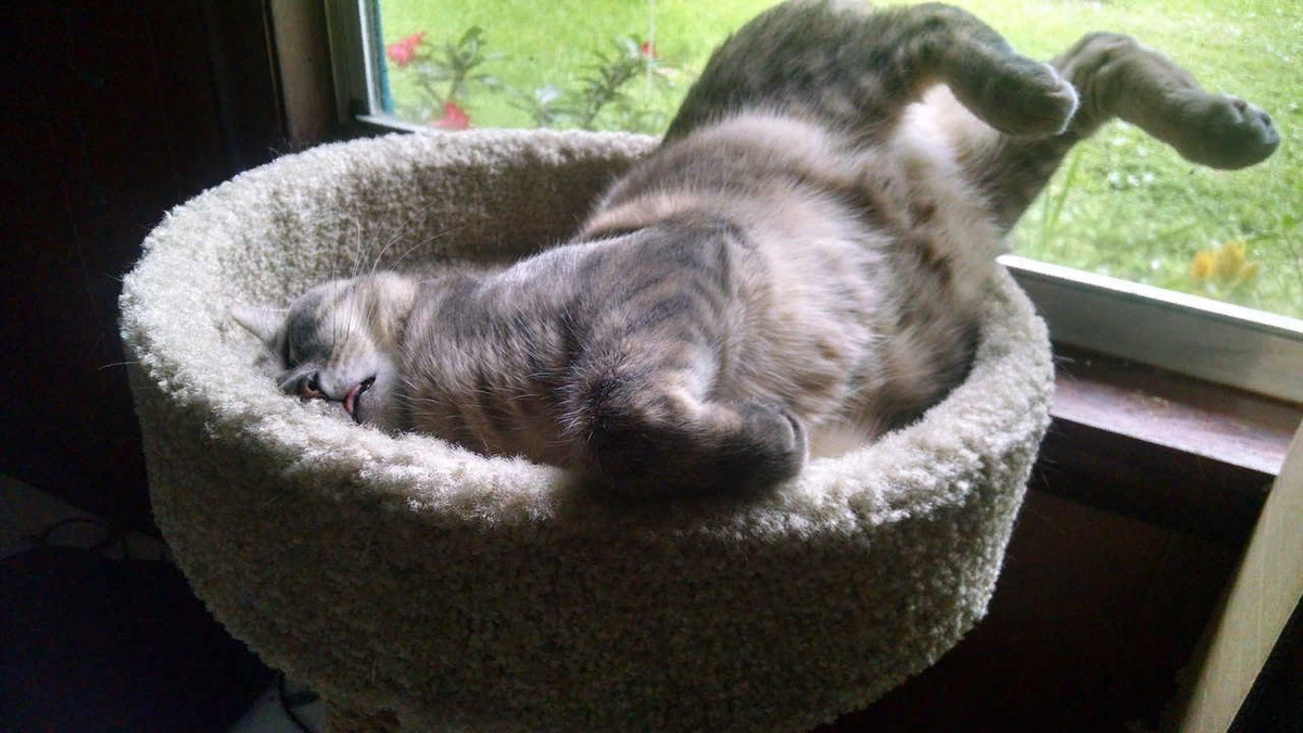 Коты спят или нет. Спящие коты. смешные коты спят. спящие коты смешные.