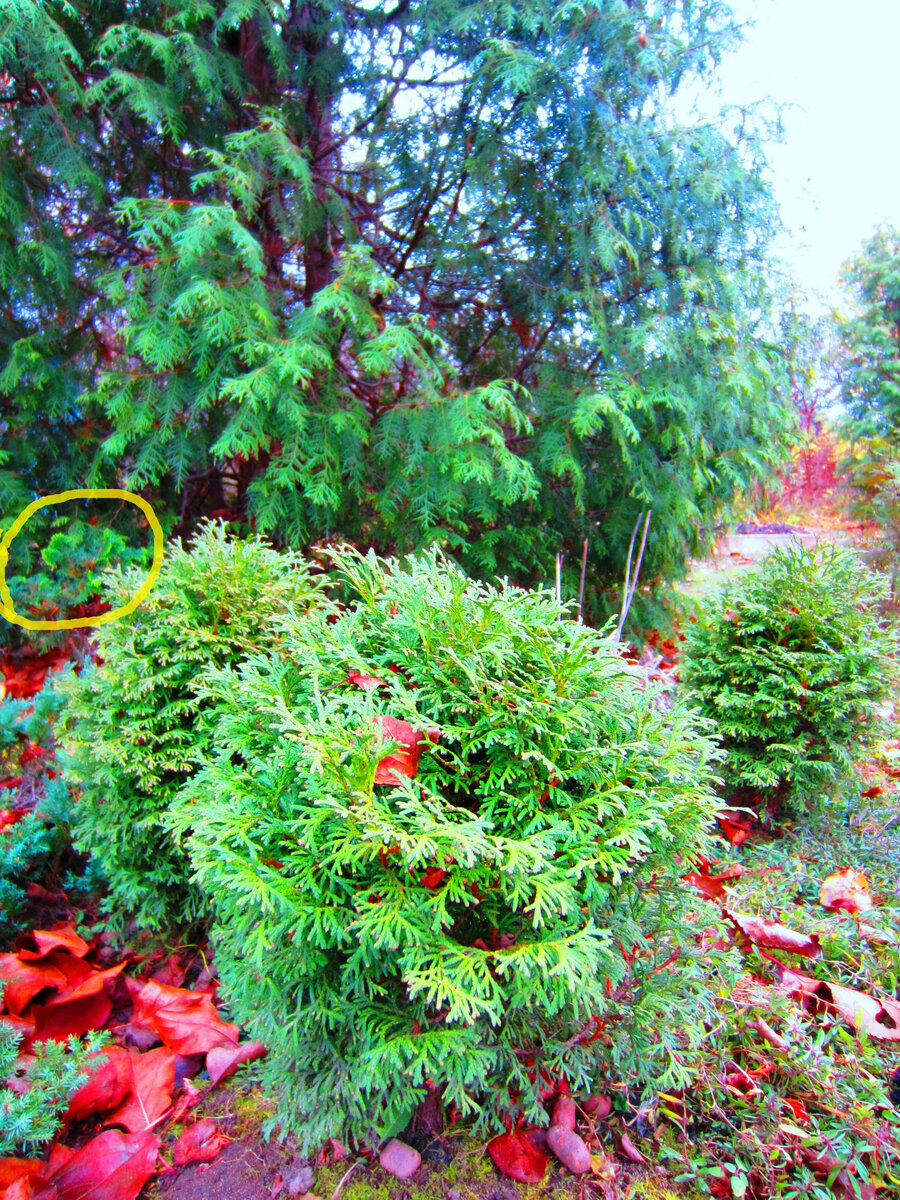 Кипарисовик, который на момент съёмки сидит там уже лет 3-5 лет. Может, и подрос чуть, но вид стал хуже