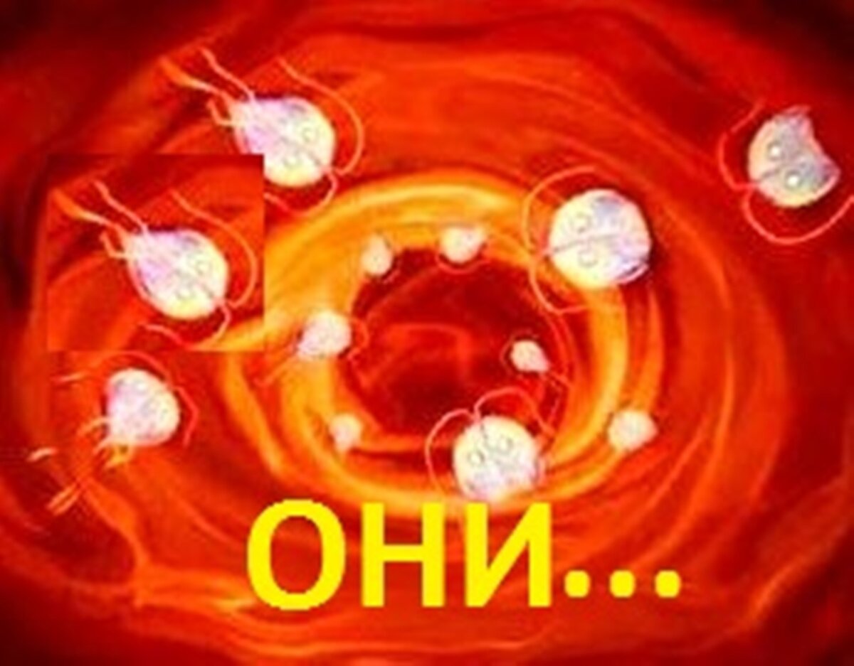 Кровеносный сосуд