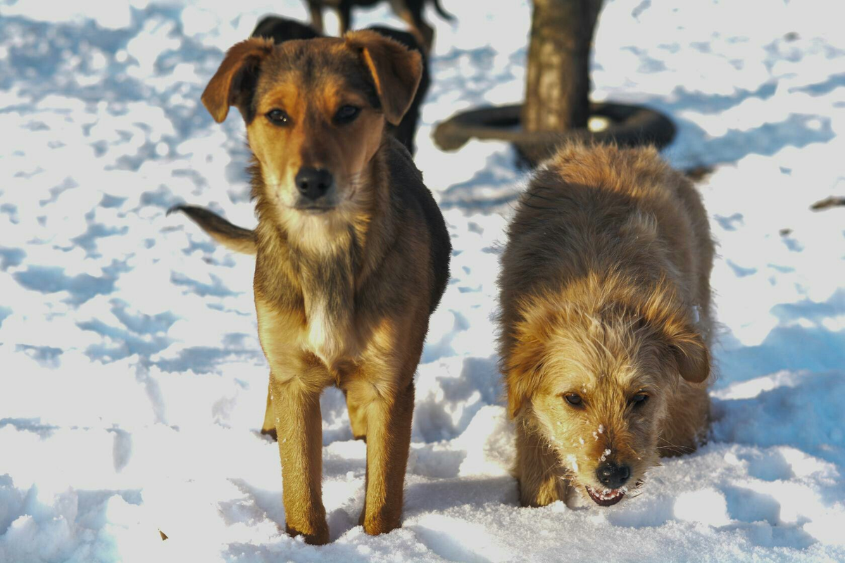 Собака зимой. Собака ловит снег. Собака бежит по снегу. Январь собака. Собака снег зима.