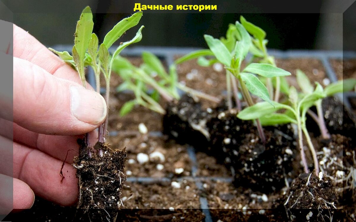 https://vk.com/photo-159774511_457250729