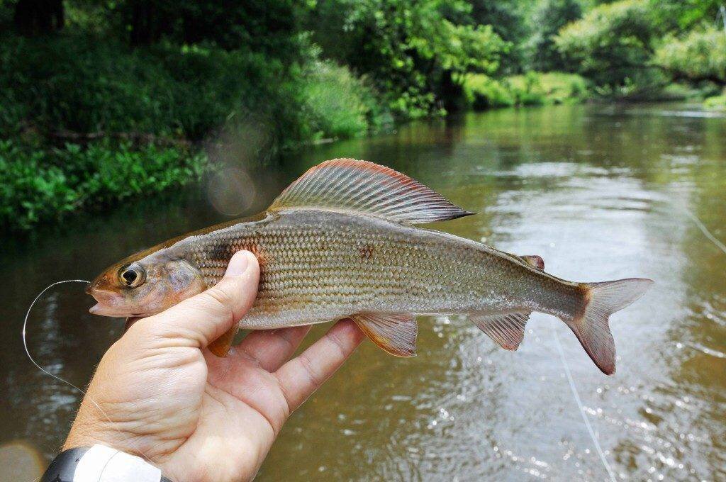 сибирский хариус