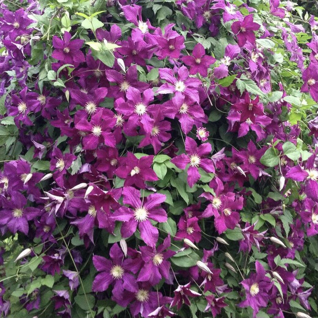 Клематис во время пышного цветения.