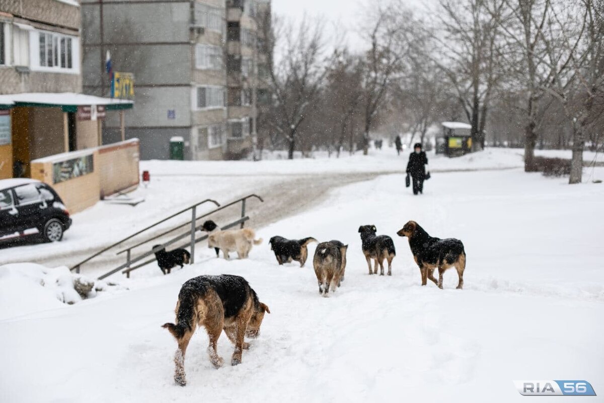 Проект по экологии бездомные собаки в городе