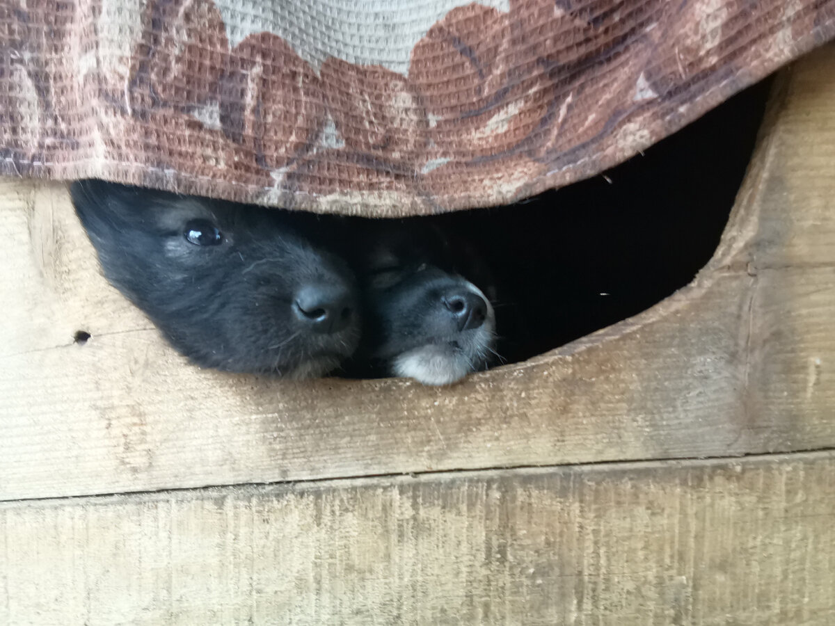 Дремота напала.