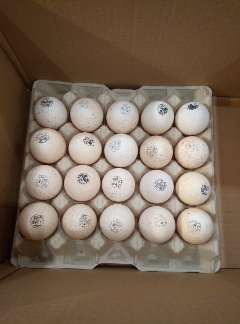 инкубационное яйцо индюк хайбрид конвертер