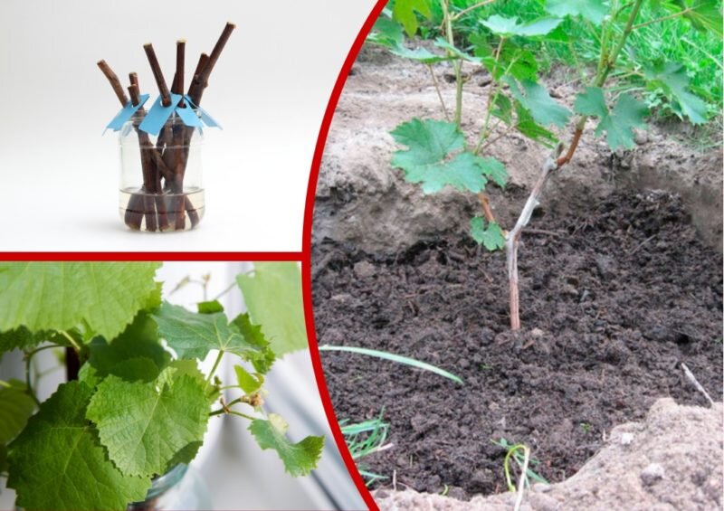 Черенкование винограда