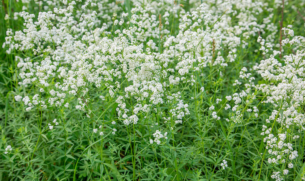 Луговая трава с душистыми цветками. Подмаренник (Галиум). Подмаренник белый. Подмаренник Северный. Подмаренник (Galium Verum).