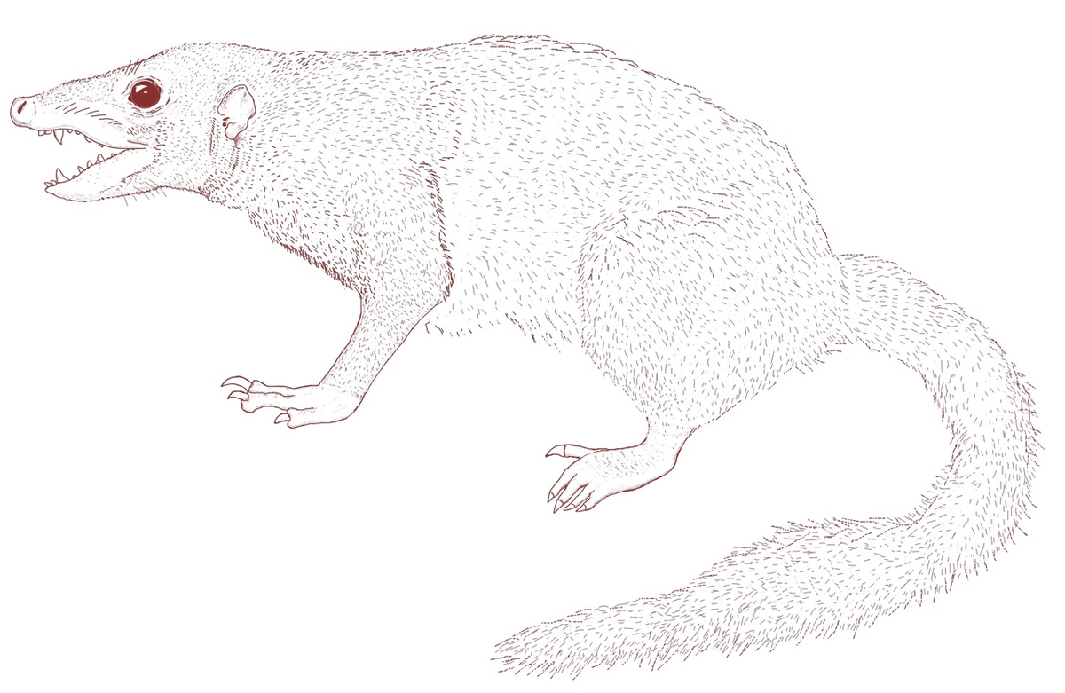 Purgatorius
