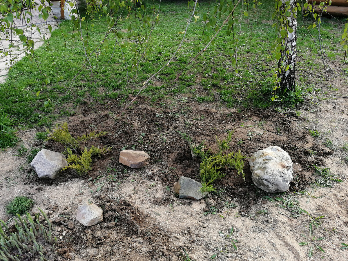 Наши новые питомцы - горизонтальные можжевельники.)) 