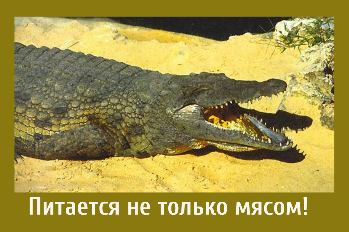 Визард машина чикуров