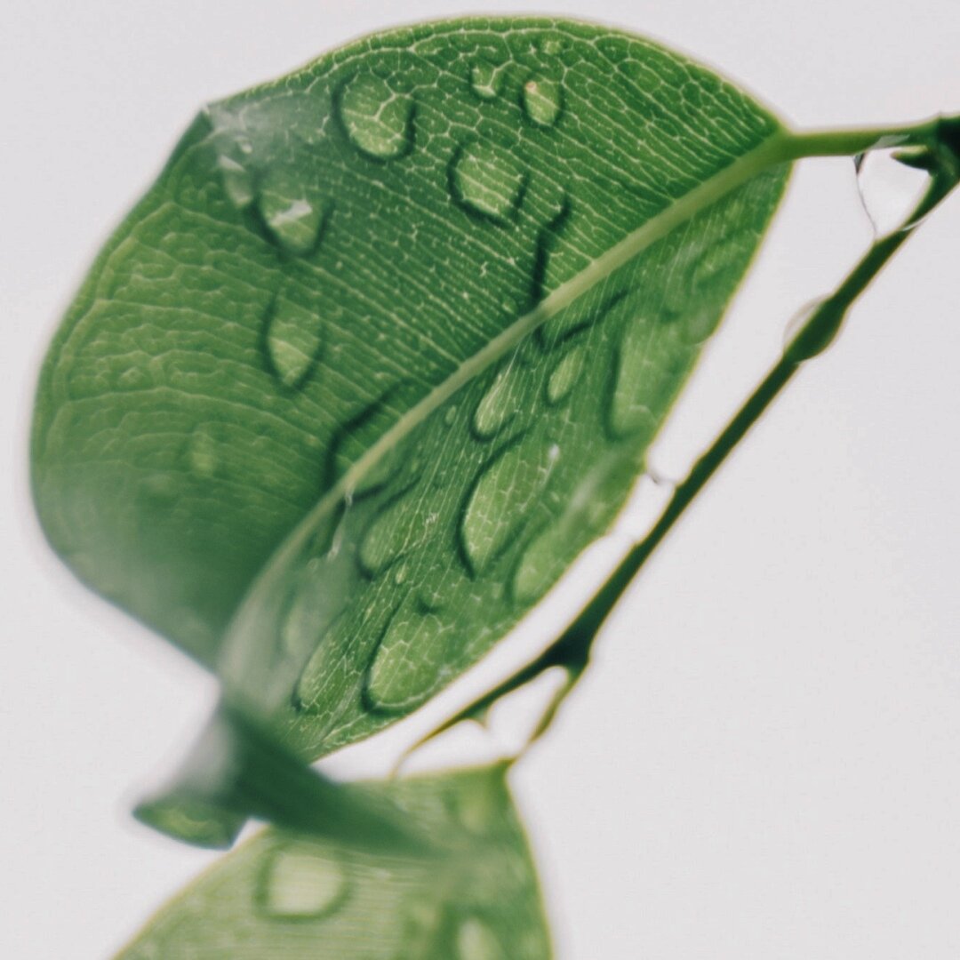 Масло зеленые листья. Листья чайного дерева. Зеленый фон маслом. Зеленое масло. Эфирное масло зеленого чая.