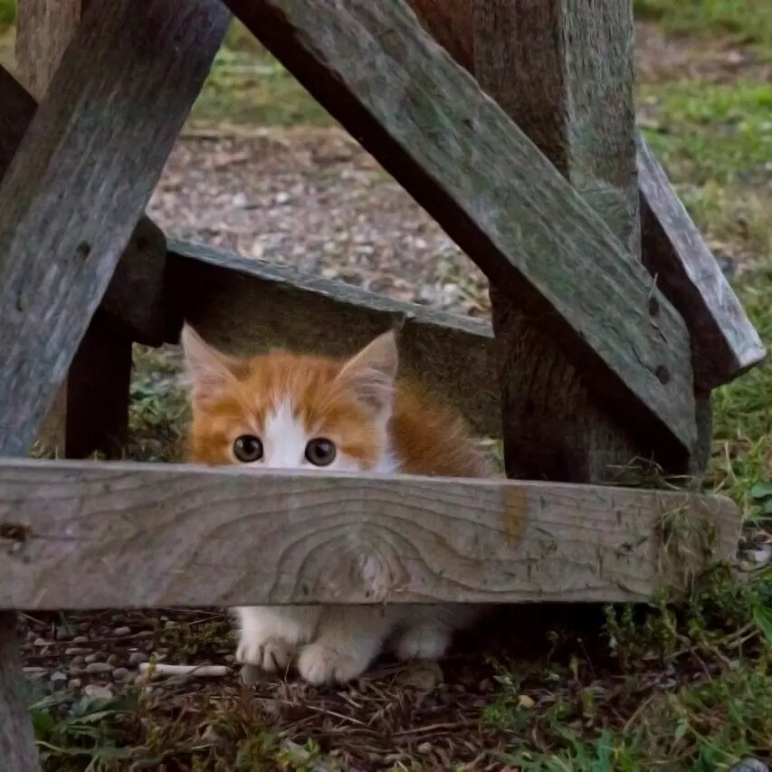 Рыжик играет в прятки