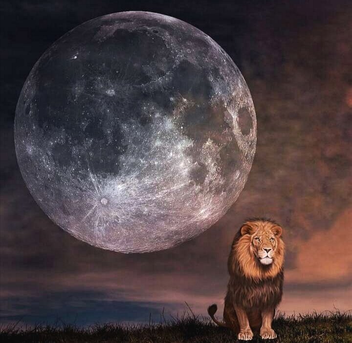 Лев в Полнолуние... 