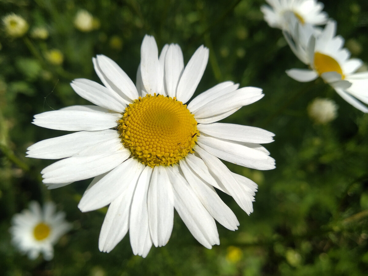 ромашки. этого года ромашки. выросли на месте снесённых когда-то сараев) теперь там цветы и разнотравье. неплохо)
