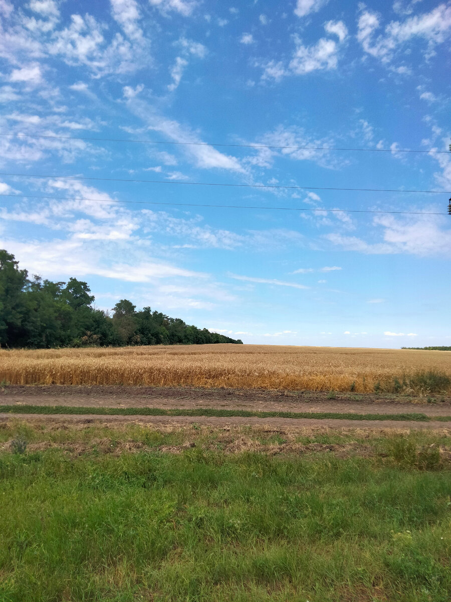 Чем не картина Шишкина.