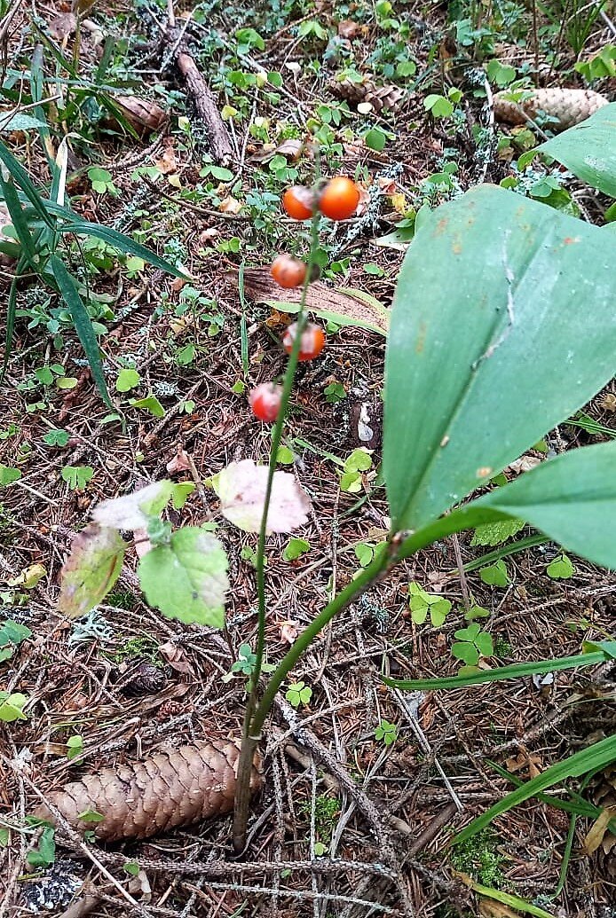 Неизвестное мне растение. 