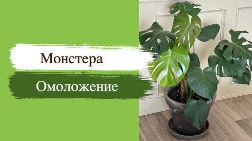 №59. Монстера. Как привести ее в порядок? Обрезка большой Монстеры делициоза.