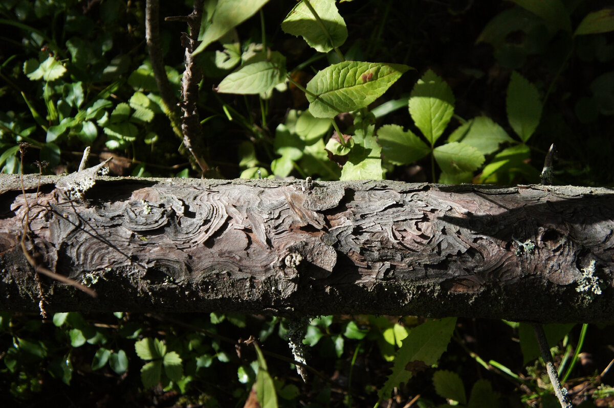 Переступая через брёвна, замечали вот такие — с узорами →