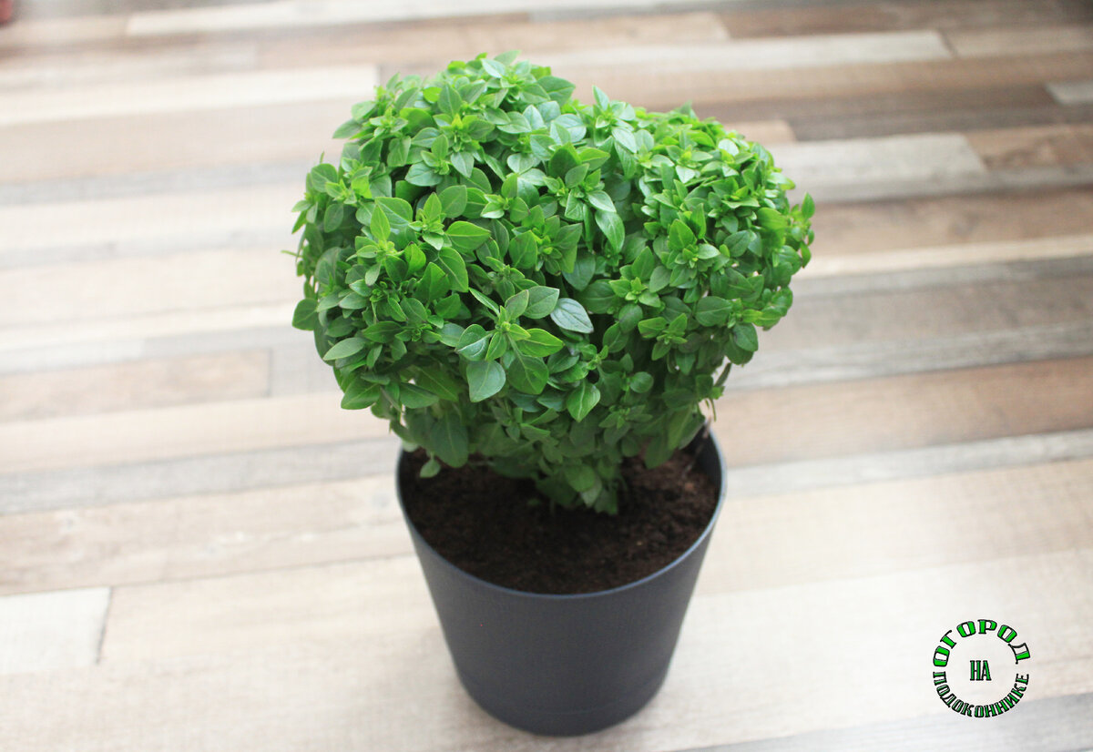 Сразу после посадки